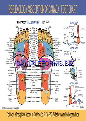 Foot Reflexology Chart pdf free