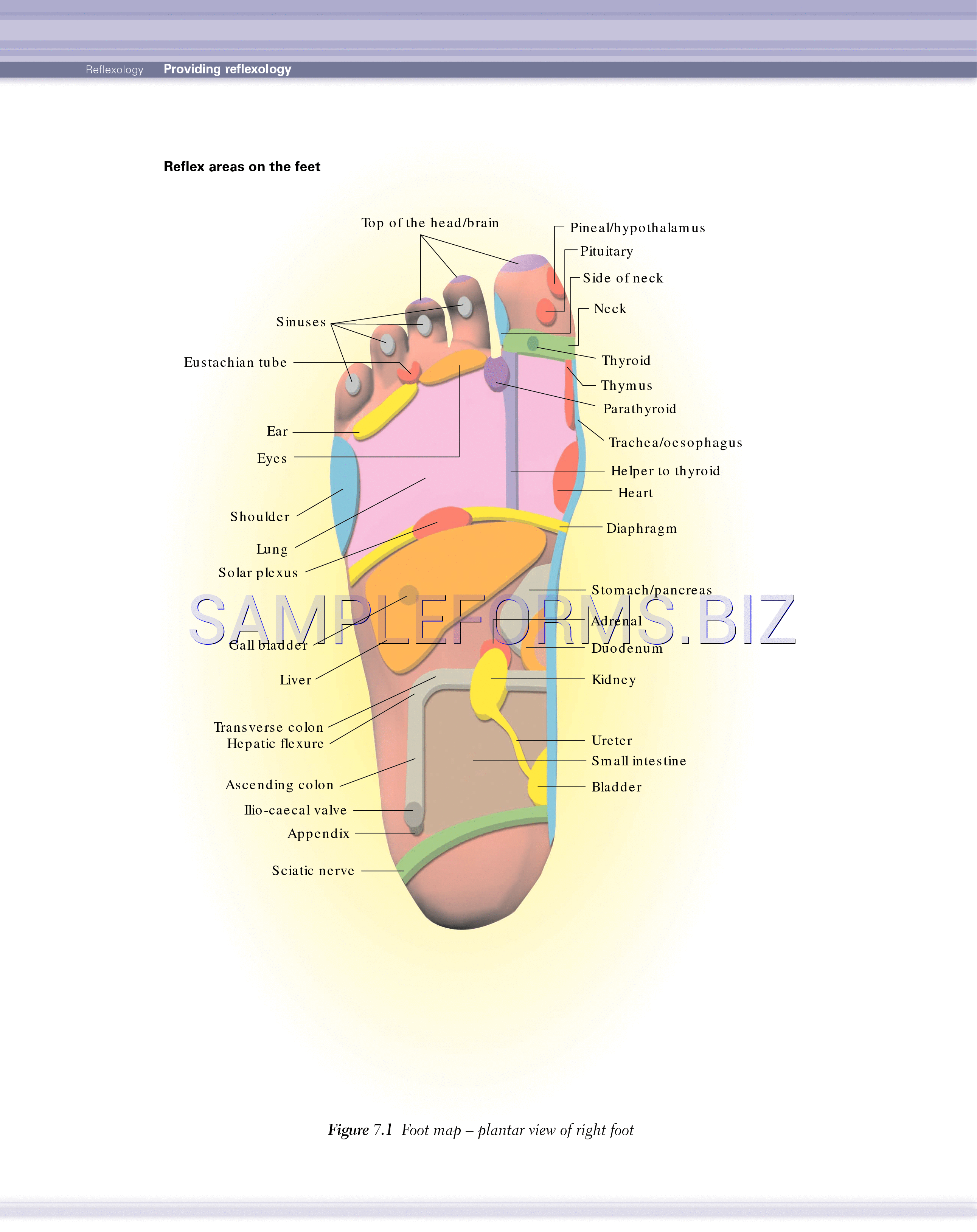 Preview free downloadable Reflexology Chart 1 in PDF (page 1)